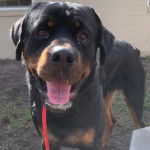 Un Rottpeake au pelage, bicolore debout sur ses quatre pattes sur une surface herbacée et tirant la langue 