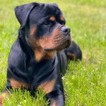 Un Rottpeake au pelage bicolore, allongé sur une surface herbacée et semblant détendu 