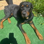 Un Rottpeake allongé sur du gazon synthétique et regardant vers la caméra 