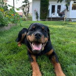 Un Rottpeake au pelage bicolore, allongé sur une surface herbacée et ayant la gueule ouverte