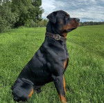 Profil d'un Rottpeake au pelage bicolore, assis sur une surface gazonnée et portant un collier autour du cou