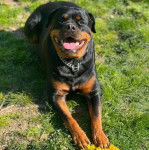 Un Rottpeake au pelage bicolore, allongé sur une surface herbacée, ayant la gueule ouverte et portant un collier autour du cou 