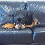 Un Rottpeake au pelage bicolore, allongé sur un canapé et semblant sormir 