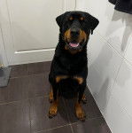 Un Rottpeake au pelage bicolore, assis sur une surface carrelé et ayant la gueule légèrement ouverte