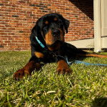 Un Rottpeake au pelage bicolore, allongé sur une surface gazonnée et qui est tenu en laisse 