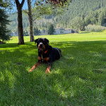 Un Rottpeake au pelage bicolore, allongé sur une surface gazonnée, portant un collier autour du cou et regardant vers la caméra 