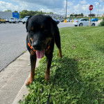 Un Rottpeake au pelage bicolore, debout sur ses quatre pattes sur une surface herbacée, tirant la langue et portant un collier autour du cou