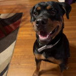 Un Rottpeake au pelage bicolore, assis sur un plancher, ayant la gueule ouverte et portant un collier autour du cou 