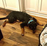 Un Rottpeake au pelage bicolore, allongé sur un plancher et portant des colliers autour du cou