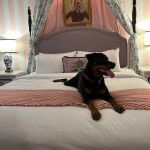 Un Rottpeake au pelage bicolore, allongé sur un lit, ayant la langue pendante et portant un collier autour du cou 