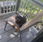 Un Rottpeake au pelage bicolore, allongé sur une chaise et regardant vers la caméra