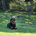 Un Rottpeake au pelage bicolore, allongé sur une surface herbacée et ayant la gueule ouverte