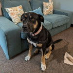 Un Rottpeake au pelage tricolore, assis sur un tapis et portant un collier autour du cou