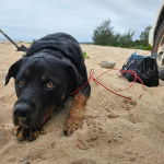 Un Rottpeake au pelage bicolore, allongé sur une sufarce sableuse et semblant détendu 