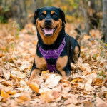 Un Rottpeake au pelage bicolore, allongé sur un sol jonchés de feuilles mortes et portant un harnais