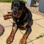 Un Rottpeake au pelage bicolore, allongé sur une surface bétonnée, ayant la gueule légèrement ouverte et portant un collier autour du cou 