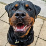 Un Rottpeake au pelage bicolore, assis sur une surface bétonnée, ayant la gueule ouverte et portant un collier autour du cou 