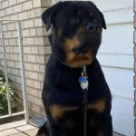 Un Rottpeake au pelage bicolore, assis sur une surface bétonnée et qui est tenu en laisse 