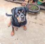 Un Rottpeake au pelage bicolore, assis sur une surface bétonnée et regardant vers la caméra 