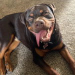 Un Rottpeake au pelage bicolore, allongé sur un tapis, ayant la langue pendante et portant un collier autour du cou