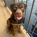 Un Rottpeake au pelage bicolore, assis sur une surface bétonnée et portant un collier autour du cou 