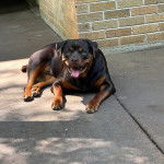 Un Rottpeake au pelage bicolore, allongé sur une surface bétonnée, ayant la langue pendante et regardant vers la caméra
