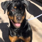 Un Rottpeake au pelage bicolore, assis sur une surface bétonnée et qui est tenu en laisse 