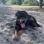 Un Rottpeake au pelage bicolore, allongé sur une surface sableuse, ayant la langue pendante et regardant vers la caméra