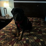 Un Rottpeake au pelage bicolore, assis sur un lit, regardant vers la caméra et portant un harnais 