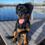 Un Rottpeake au pelage bicolore, assis sur un pont en bois et ayant la langue pendante 