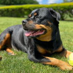 Un Rottpeake au pelage bicolore, allongé sur une surface gazonnée et ayant la gueule ouverte 