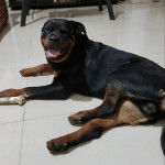 Un Rottpeake au pelage bicolore, allongé sur une surface carrelé, regardant vers la caméra et ayant la gueule ouverte 