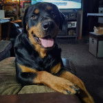 Un Rottpeake au pelage bicolore, allongé sur un canapé et tirant la langue