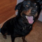 Un Rottpeake au pelage bicolore, assis sur une surface carrelé, ayant la gueule ouverte et portant un collier autour du cou 