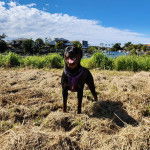 Un Rottpeake au pelage bicolore, debout sur ses quatre pattes sur du foin, ayant la gueule ouverte et portant un harnais 