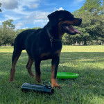 Un Rottpeake au pelage bicolore, debout sur ses quatre pattes sur une surface gazonnée et portant un collier autour du cou