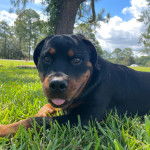 Un Rottpeake au pelage bicolore, allongé sur une surface gazonnée et regardant vers la caméra 