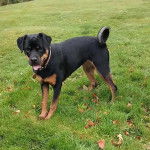 Un Rottpeake au pelage bicolore, debout sur ses quatre pattes sur une surface herbacée, portant un collier autour du cou et regardant vers la caméra