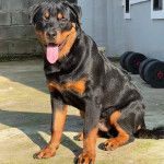 Un Rottpeake au pelage bicolore, assis sur une surface bétonnée, ayant la langue pendante et regardant vers la caméra 