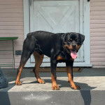 Un Rottpeake au pelage bicolore, debout sur ses quatre pattes non loin d'une porte et ayant la langue pendante 