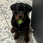 Un Rottpeake au pelage bicolore, assis sur une surface carrelé, portant un collier autour du cou et regardant vers la caméra 