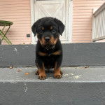 Un Rottpeake au pelage bicolore, assis sur l'une des marches d'un escalier et regardant vers la caméra 