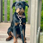 Un Rottpeake au pelage bicolore, regardant vers la caméra et qui est tenu en laisse 