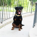 Un Rottpeake au pelage bicolore, assis sur une surface bétonnée, ayant la langue pendante et portant un collier autour du cou 