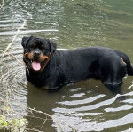 Un Rottpeake au pelage bicolore, debout sur ses quatre pattes dans l'eau, regardant vers la caméra et tirant la langue 