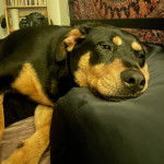 Un Rottpeake au pelage bicolore, allongé sur un lit et semblant détendu 