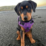 Un Rottpeake au pelage bicolore, assis sur une surface sableuse et portant un harnais 