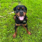 Un Rottpeake au pelage bicolore, assis sur une surface herbacée, tirant la langue et portant un collier autour du cou