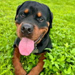 Un Rottpeake au pelage bicolore, allongé sur une surface herbacée, ayant la langue pendante et portant un collier autour du cou 