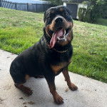 Un Rottpeake au pelage bicolore, allongé sur une surface terrassée, portant un collier autour du cou et ayant la langue pendante 